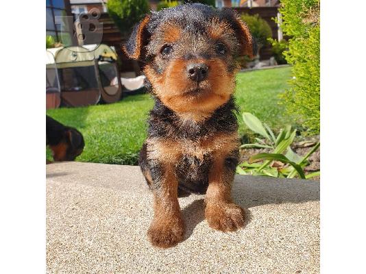 Μικρά κουτάβια Yorkie